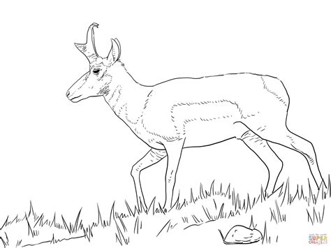 Male Pronghorn coloring page | Free Printable Coloring Pages