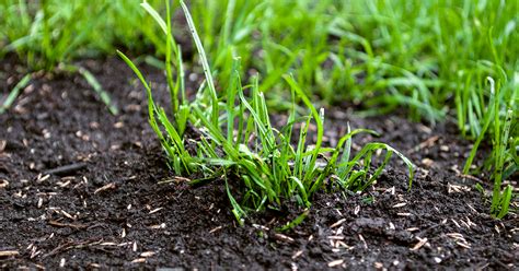 Overseeding Your Lawn This Fall A Guide For Utah Grasses Ifa