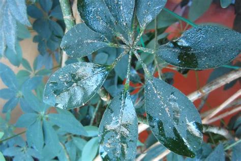 Scale eggs are laid under the female's body, so they are shielded by the protective outer coating of the mother insect. Sticky Schefflera Plant: Why Is My Schefflera Sticky ...