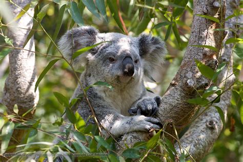 Koala Wallpapers Wallpaper Cave