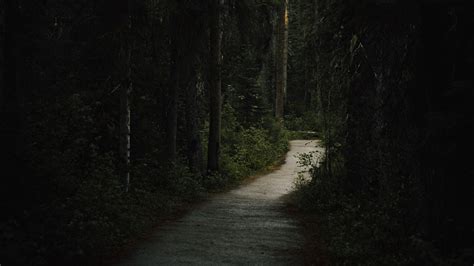 Dark Forest Path