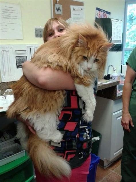 30 Massive Cats Of The World Giant Maine Coons Wishing You New Year