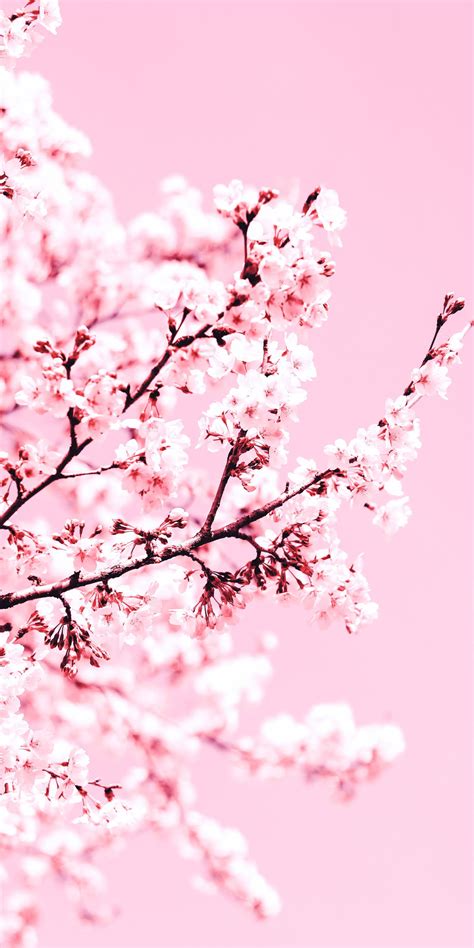 Cherry Blossom Wallpaper Aesthetic