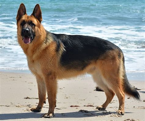 First generation alsatians were bred from german shepherds and malamutes. German Shepherd - Wikipedia