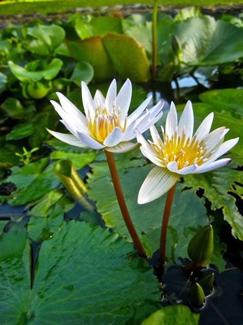 Lily Pad Blooms Water Flowers Lily Pads Nature Art Lotus Bloom