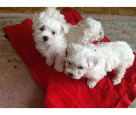 Premier pups provides their customers the most adorable small & teacup breed pups for sale and adoption in ohio and more. Registered Teacup Maltese Puppies for sale