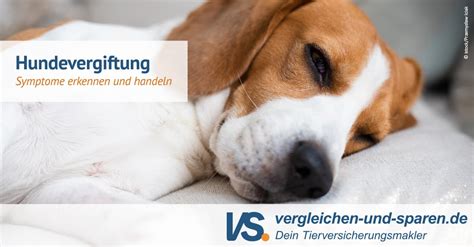 Gestern war der letzte tag der wurmkur(5tage) und heute nachmittag die katastrophe! Welpen Durchfall Blut Im Stuhl