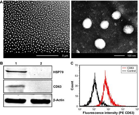 Characterization Of Isolated Serum Exosomes Notes A Exosomes