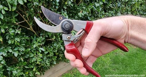 How To Clean Pruning Shears Sterilize And Clean Your Pruners