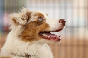 The australian shepherd, or 'aussie' for short, has long been valued for their livestock herding skills by farmers worldwide. How Much Do Australian Shepherds Cost? (4 Reasons Why)