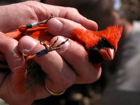 Research Shows Female Cardinals Are Being Deceived By