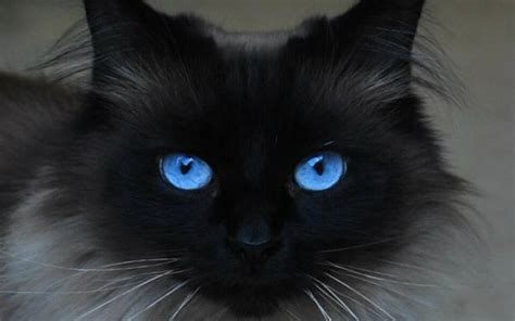 Image Black Cat With Blue Eyes Beautiful Wallpaper Animal Jam