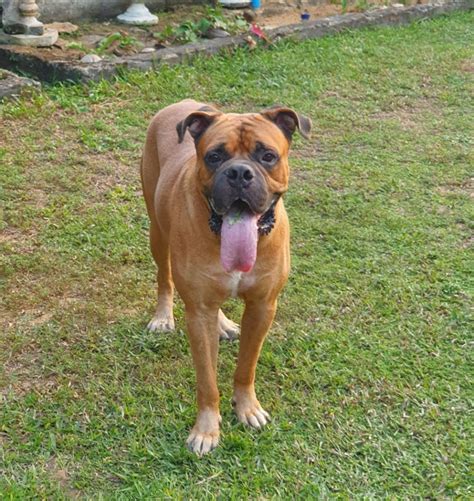 Bullmastiff Dog For Stud Service Crossing Ckc Registered Welisara