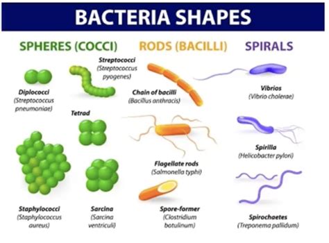Bacterial Structure And Function Flashcards Quizlet
