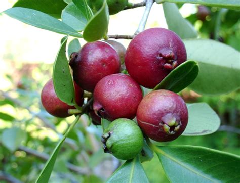 Forum Tropical Fruit Trees Successfuly Grown In Sydneywollongong