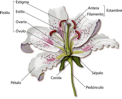 Dibujo De La Flor Con Sus Partes Las Partes De Una Flor Y Sus Sexiz Pix