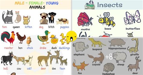 Visual Dictionary Vocabulary With Pictures Archives Eslbuzz Learning