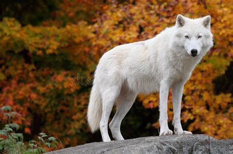 81994 Wolf Stock Photos Free And Royalty Free Stock Photos From Dreamstime