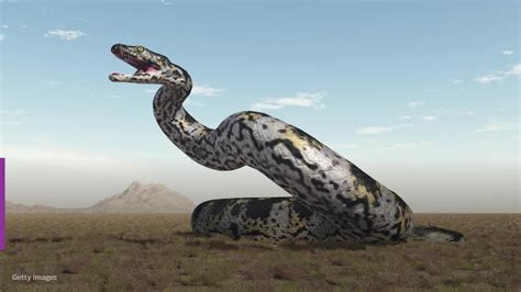 Titanoboa La Temible Serpiente Gigante Que Reinó En La Colombia