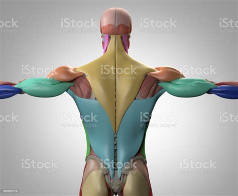 Human Anatomy Muscle Groups Torso Back 3d Illustration Stock Photo