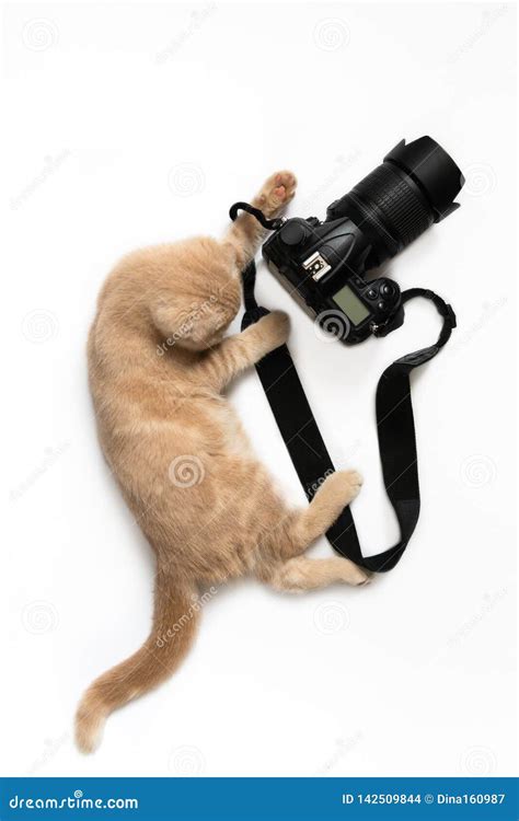 Photographer Concept Card Cute Cat With Camera Taking A Photo Isolated