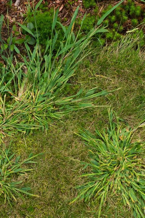 Common Weeds In Your Lawn Image To U