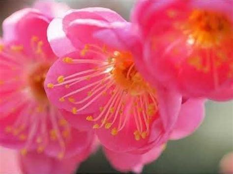 Annesi türk müziği solisti aysel i̇par, babası kazım polat. SERPİL BARLAS- OLANLAR OLDU | Flowers, Plants, Rose