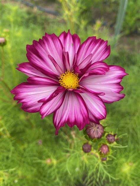 About — soil & soul flowers