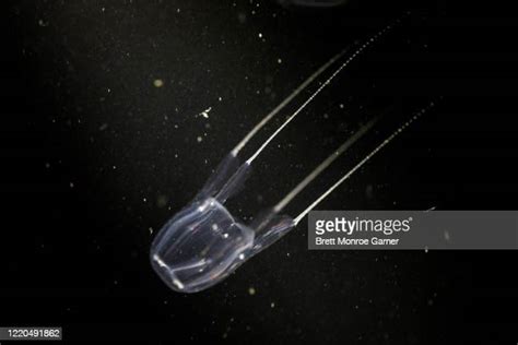 Australian Box Jellyfish Photos And Premium High Res Pictures Getty