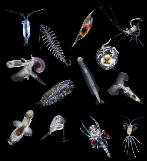 Examples Of The Diverse Holozooplankton Assemblage Of The Atlantic
