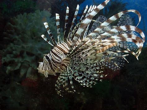 Florida Delicacy Invasive Lionfish Fresh From Local Waters Florida