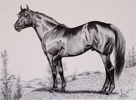 Aqha Stallion Driftwood Drawing By Cheryl Poland