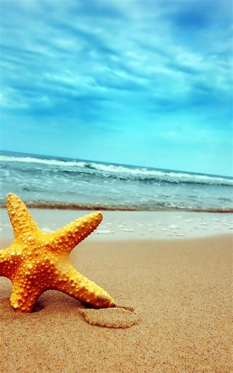 Free Download Starfish On Beach Desktop Wallpaper Background Desktop