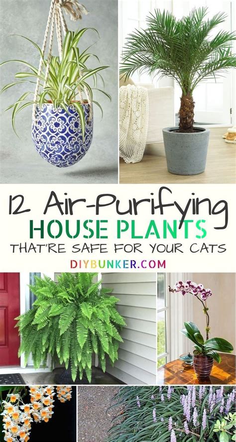 Maybe you would like to learn more about one of these? 12 Common Houseplants Safe for Cats That Filter Your Air ...