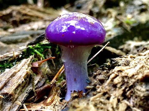Purple mushroom season is here! : mycology