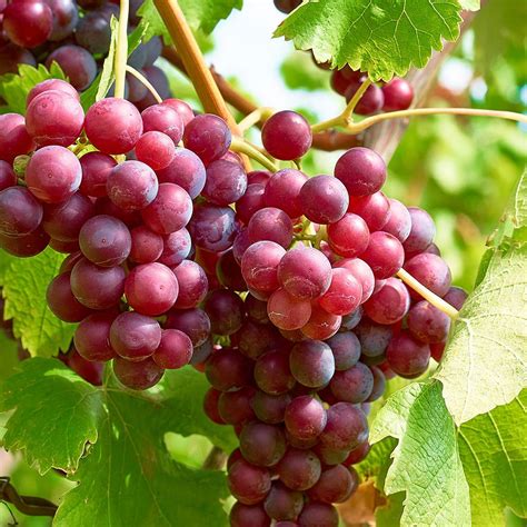 Italian Red Grape Grapes Organic Grapes Red Grapes