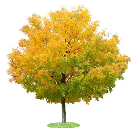 Maple Tree In Autumn Stock Photo Image Of Artwork Seasonal 6654308
