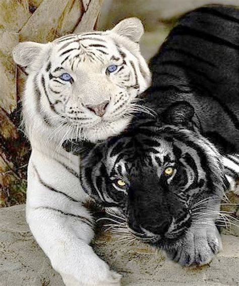 Online Buy Wholesale White Tiger Fabric From China White