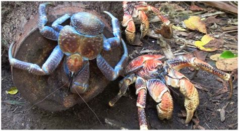 The Giant Coconut Crab and Amelia Earhart's Final Moments - The Vintage