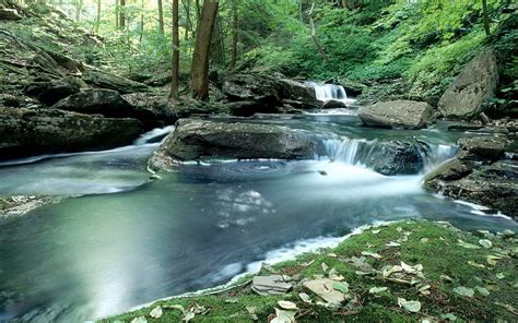 Stream In The Forest Wallpapers And Images Wallpapers Pictures Photos