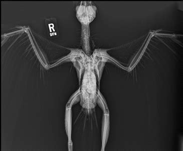 Avian Radiography Today S Veterinary Practice