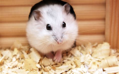 Cute Baby Hamster Picture Desktop Hd Wallpapers Download Free