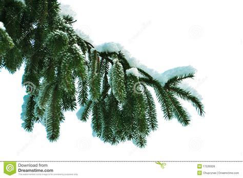 Pine Branch With Snow Isolation On White Stock Image