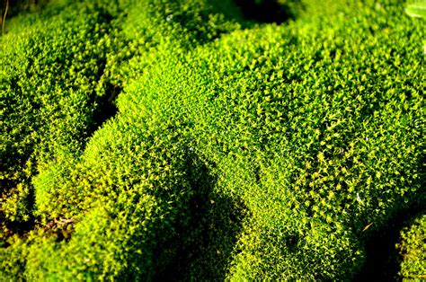 Green Moss Macro Free Stock Photo Public Domain Pictures