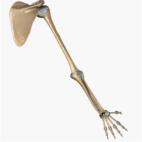 Click now to learn about the bones the upper limb has been shaped by evolution into a highly mobile part of the human body. ma human arm bones ligaments