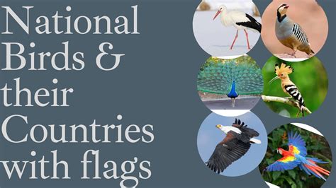 List Of National Birds Of Different Countriesnational Birds With