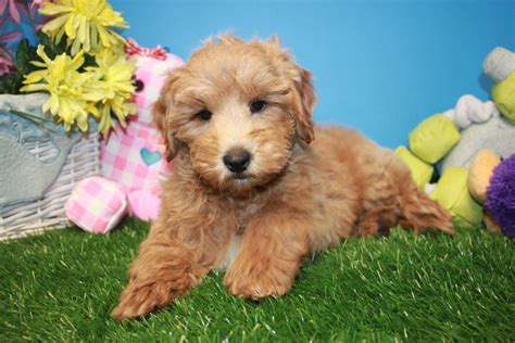 We are located on long island, ny. Mini Goldendoodle Puppies For Sale - Long Island Puppies