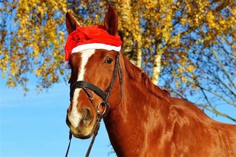Free Images Sweet Animal Cute Stallion Mane Ride Christmas