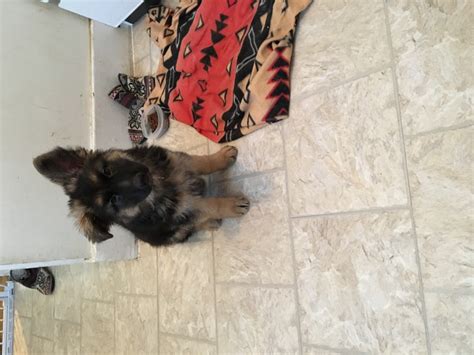 German Shepherd Puppies For Sale | Rochester, MN #184369