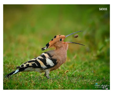 I Love The Hoopoe Beautiful Bird National Bird Of Israel